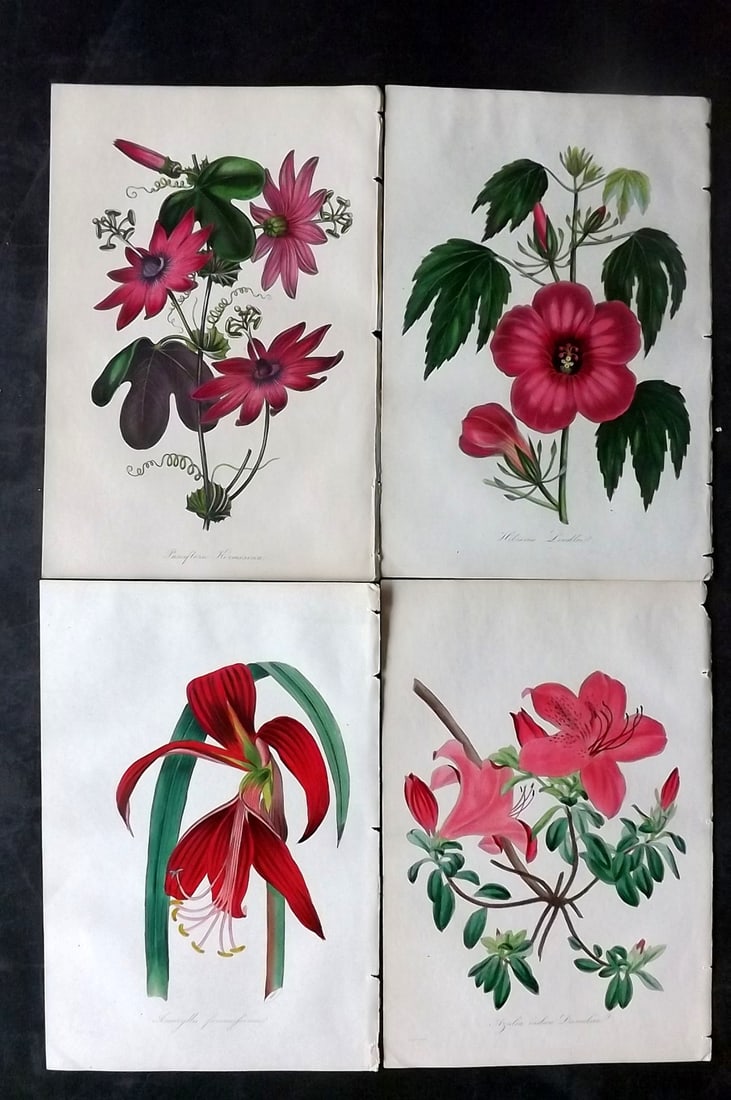 Paxton, Joseph 1834 Lot of 4 Hand Col Botanical Prints (1 of 2)