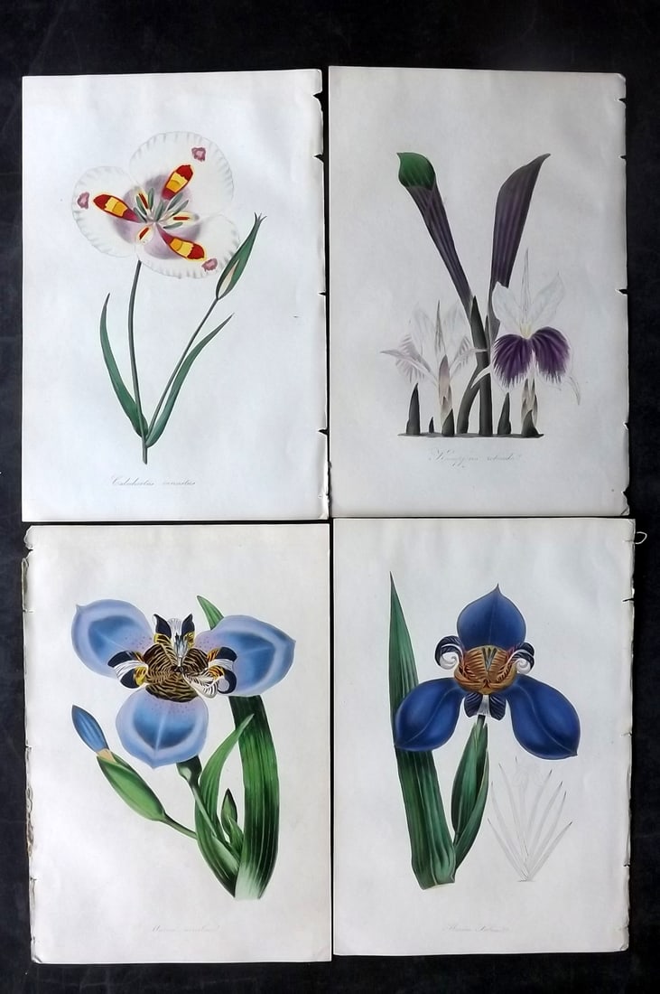 Paxton, Joseph 1834 Lot of 4 Hand Col Botanical Prints. Orchids, Lily (1 of 2)