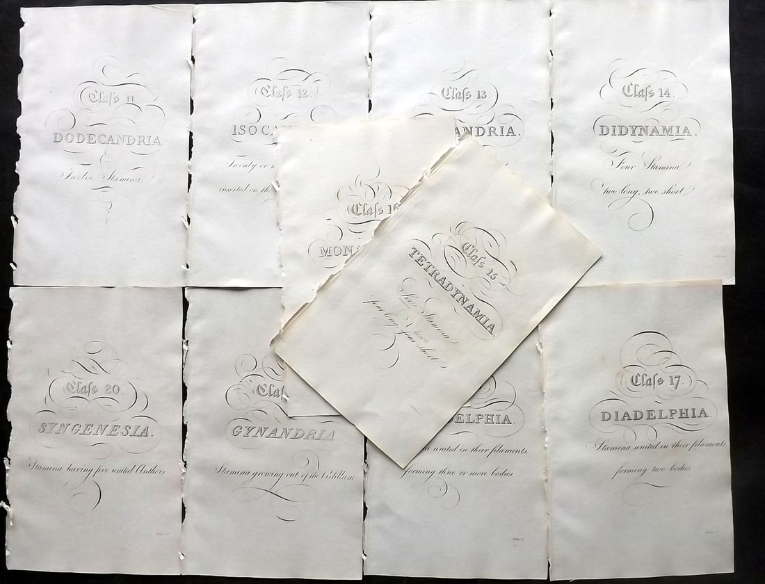 Thornton, Robert 1812 Lot of 10 Charts, Calligraphy etc: Copper Plates Published 1812, London for "Elements of Botany" by Dr. Robert John Thonton. Paper Size: 9.5. x 6 inch (24 x 15cm) Good Condition