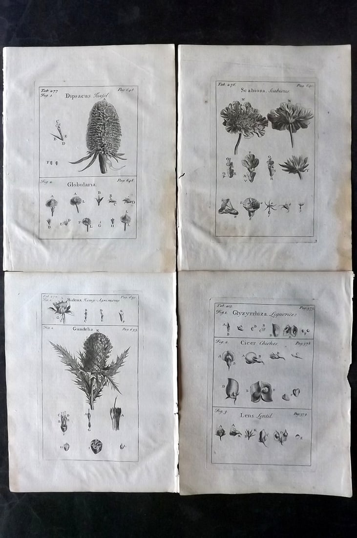 Tournefort, Joseph Pitton de 1730 Lot of 4 Botanical Prints: Copper Plate Published 1730, London for "The Compleat Herbal..." by Joseph Pitton de Tournefort. Paper Size: 9 x 6.5 inch (23 x 17cm) Minor toning. Good Condition overall