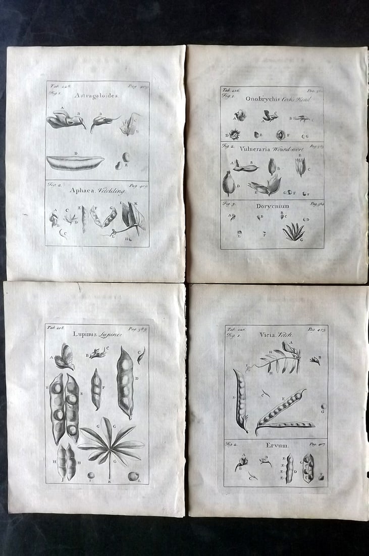Tournefort, Joseph Pitton de 1730 Lot of 4 Botanical Prints: Copper Plate Published 1730, London for "The Compleat Herbal..." by Joseph Pitton de Tournefort. Paper Size: 9 x 6.5 inch (23 x 17cm) Minor toning. Good Condition overall