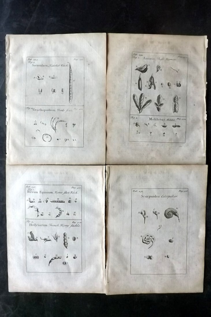 Tournefort, Joseph Pitton de 1730 Lot of 4 Botanical Prints: Copper Plate Published 1730, London for "The Compleat Herbal..." by Joseph Pitton de Tournefort. Paper Size: 9 x 6.5 inch (23 x 17cm) Minor toning. Good Condition overall