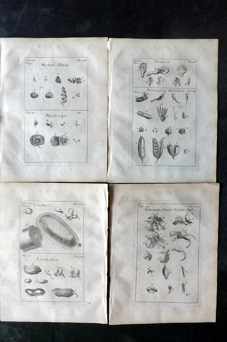 Tournefort,  Joseph Pitton de 1730 Lot of 4 Botanical Prints (1 of 2)