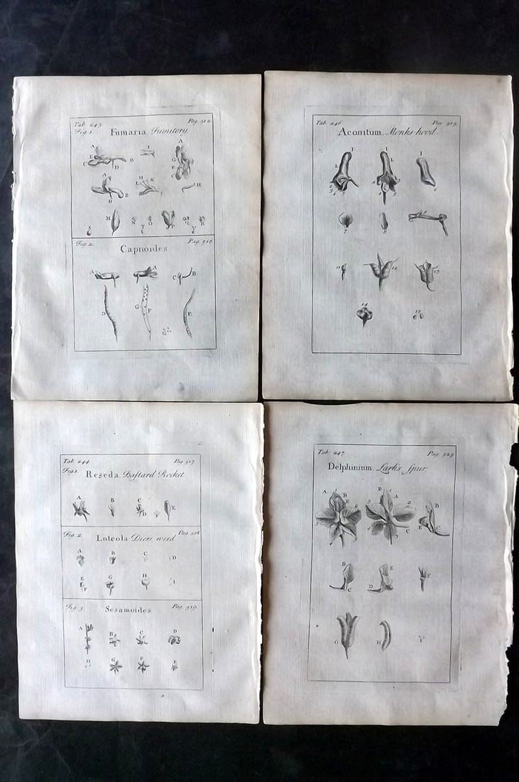 Tournefort,  Joseph Pitton de 1730 Lot of 4 Botanical Prints (1 of 2)