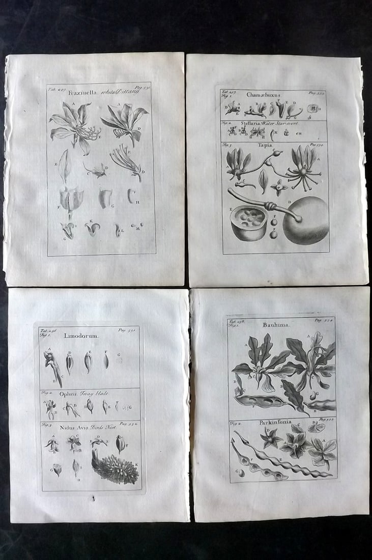 Tournefort,  Joseph Pitton de 1730 Lot of 4 Botanical Prints (1 of 2)