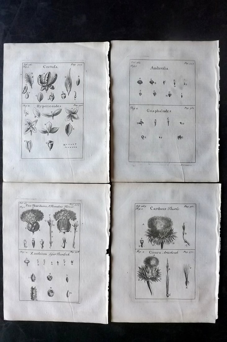 Tournefort,  Joseph Pitton de 1730 Lot of 4 Botanical Prints (1 of 2)