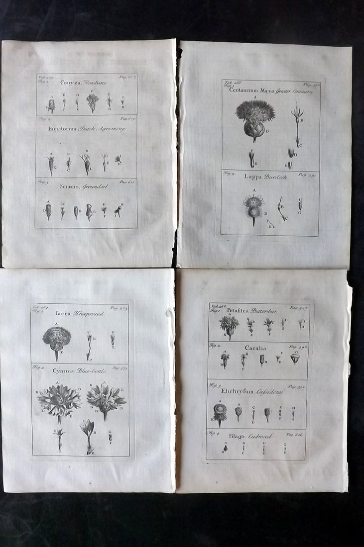 Tournefort,  Joseph Pitton de 1730 Lot of 4 Botanical Prints (1 of 2)