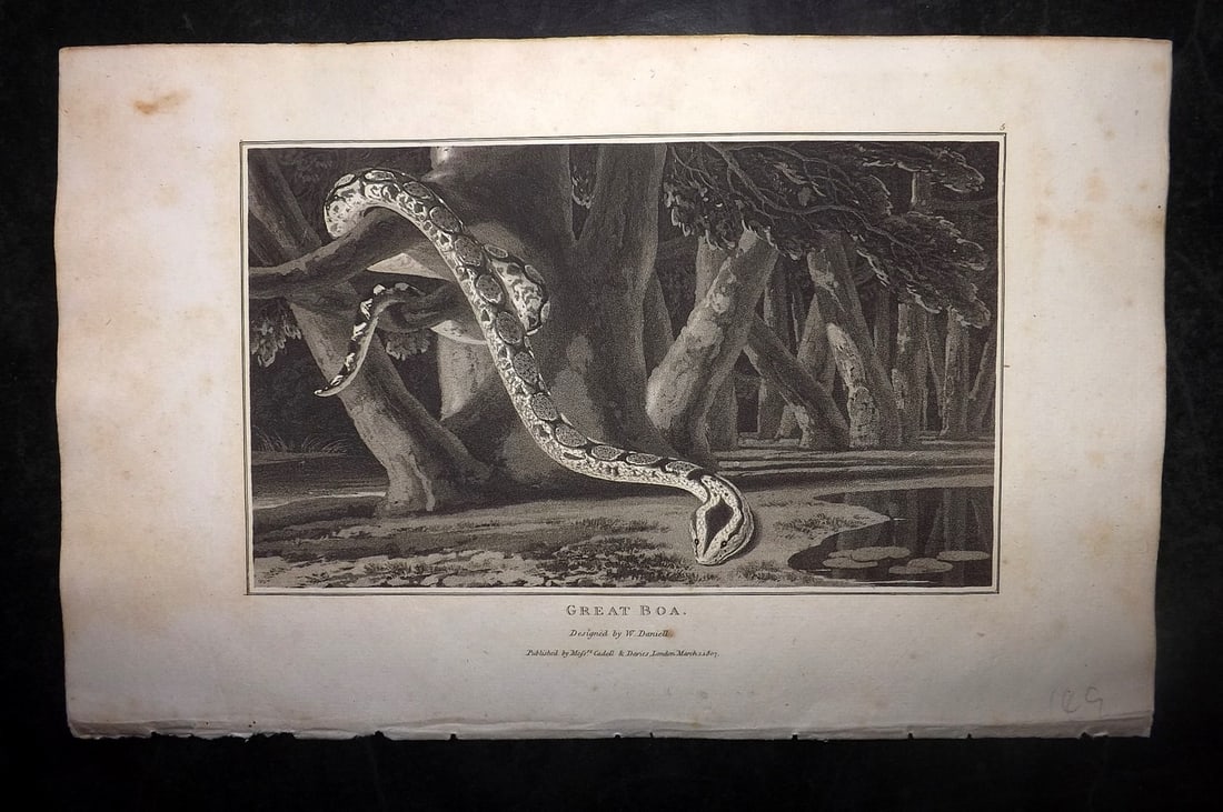 Daniell, William 1807 Antique Print. Great Boa Snake (1 of 1)