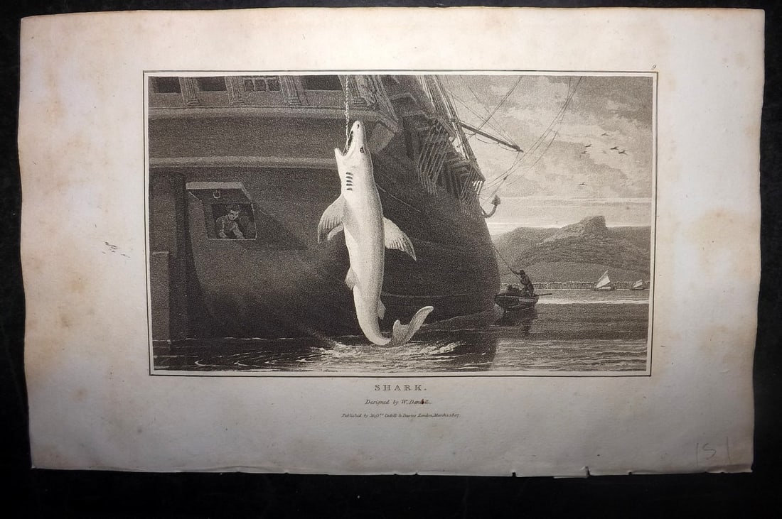 Daniell, William 1807 Antique Print. Shark (1 of 1)
