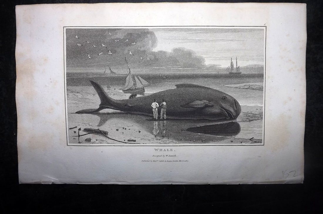 Daniell, William 1807 Antique Print. Whale: Aquatint Published 1807, London for "Zoography; or, The Beauties of Nature Displayed" by William Wood. Illustrated by William Daniell. Paper Size: 10.5 x 6.5 inch (27 x 16.5cm) Very minor margin tonin