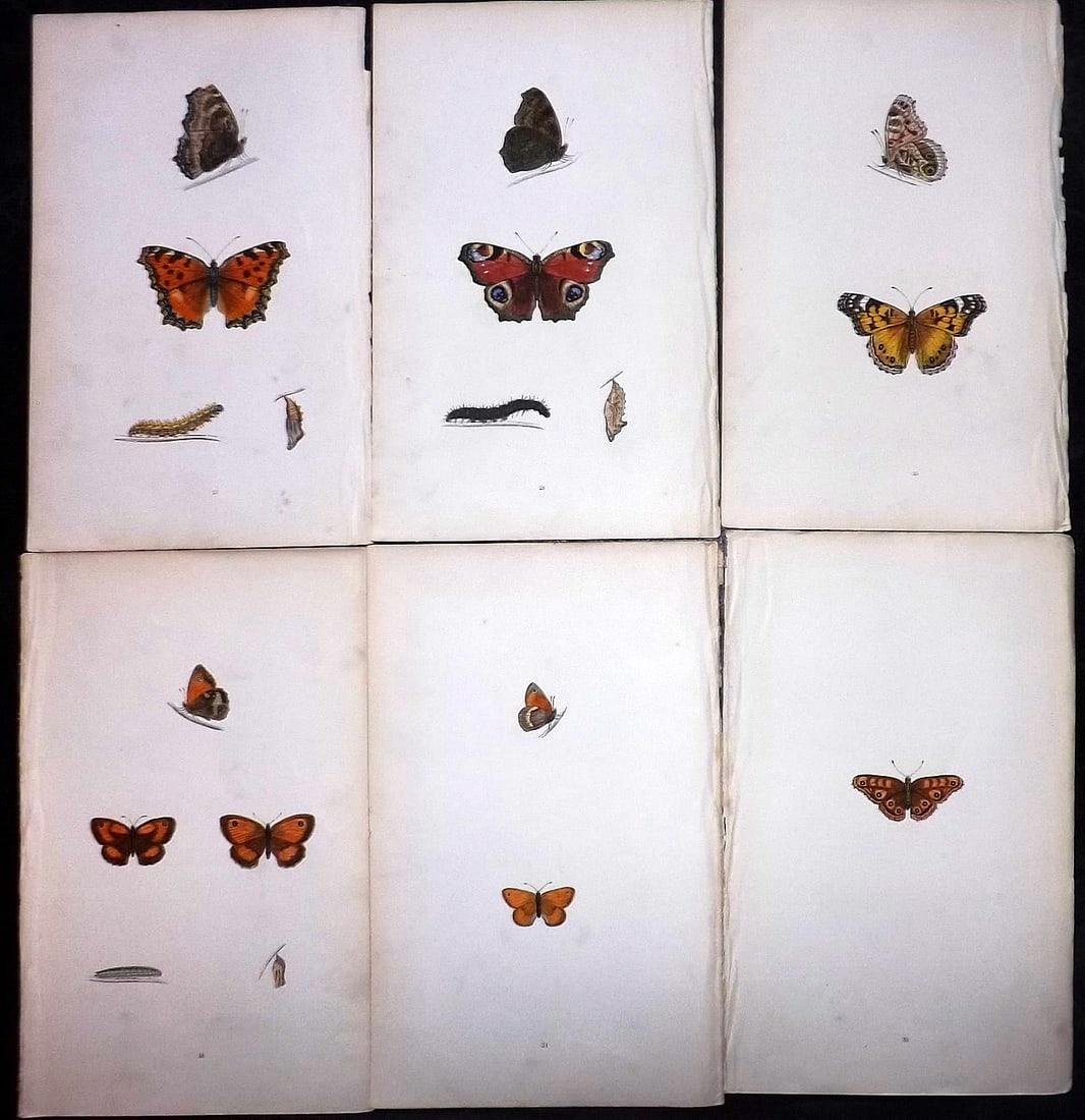 Morris, Francis 1864 Lot of 6 Antique Butterfly Prints: Woodblock Published 1864, London for "A History of British Butterflies" By the Rev. Francis Orpen Morris. Printed in colours and finished by hand. Paper Size: 10 x 7 inch (25 x 18cm) Very minor backgr