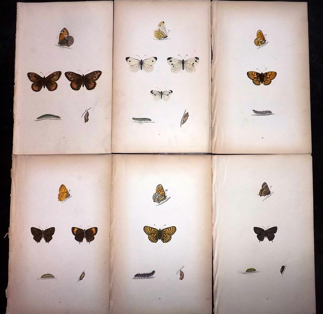 Morris, Francis 1864 Lot of 6 Antique Butterfly Prints: Woodblock Published 1864, London for "A History of British Butterflies" By the Rev. Francis Orpen Morris. Printed in colours and finished by hand. Paper Size: 10 x 7 inch (25 x 18cm) Very minor backgr