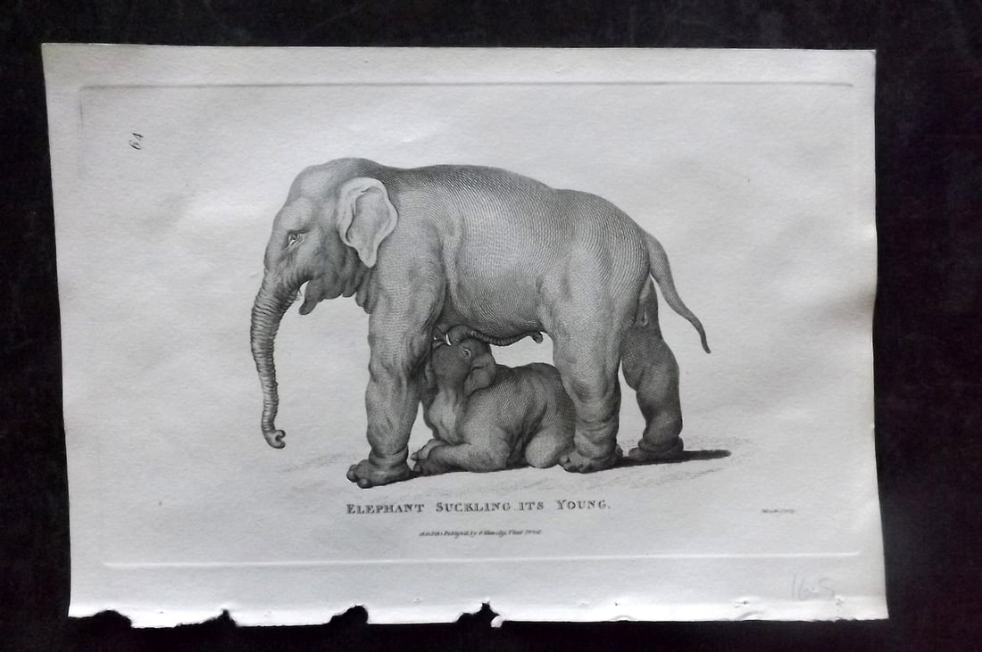 Shaw, George 1800 Antique Print. Elephant Suckling its young: Copper Plate Published 1800-26 by G.Kearsley, London for "General Zoology or Systematic Natural History" George Shaw. Paper Size: 9 x 6 inch (23 x 15cm) Good Condition