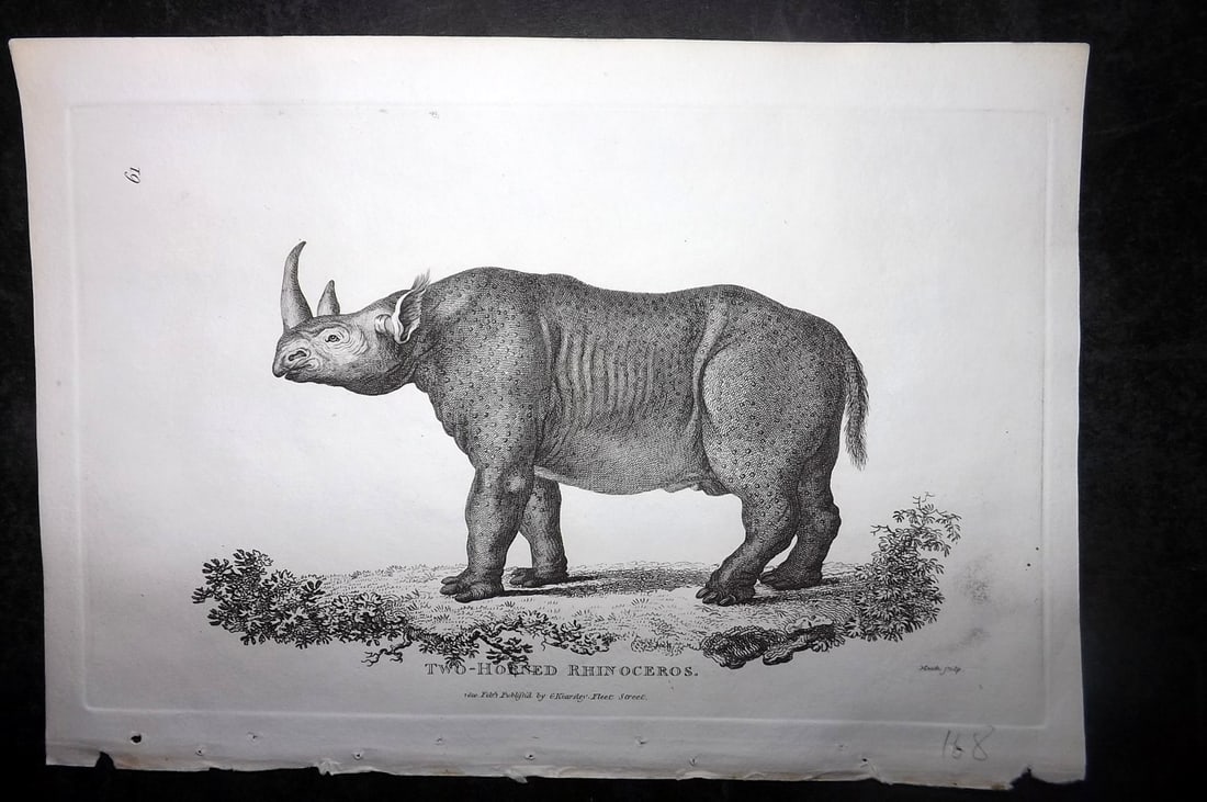 Shaw, George 1800 Antique Print. Two Horned Rhinoceros (1 of 1)