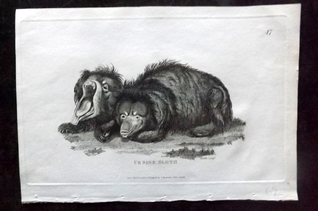 Shaw, George 1800 Antique Print. Ursine Sloth: Copper Plate Published 1800-26 by G.Kearsley, London for "General Zoology or Systematic Natural History" George Shaw. Paper Size: 9 x 6 inch (23 x 15cm) Good Condition