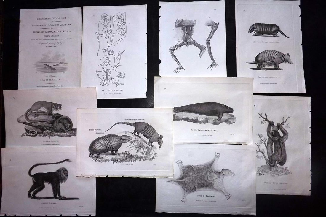 Shaw, George 1800 Lot of 10 Natural History Prints: Copper Plate Published 1800-26 by G.Kearsley, London for "General Zoology or Systematic Natural History" George Shaw. Paper Size: 9 x 6 inch (23 x 15cm) Good Condition