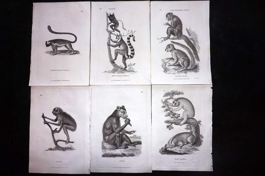 Shaw, George 1800 Lot of 6 Antique Prints. Lemurs: Copper Plate Published 1800-26 by G.Kearsley, London for "General Zoology or Systematic Natural History" George Shaw. Paper Size: 9 x 6 inch (23 x 15cm) Good Condition