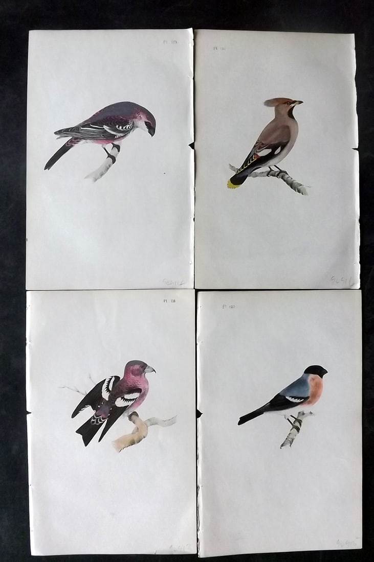 Meyer, Henry 1844 Lot of 4 Hand Col Bird Prints: Hand Colored Lithographs Published 1842-50, London for "Coloured Illustrations of British Birds and Their Eggs" by Henry Leonard Meyer. Paper Size: 8 x 5 inch (22 x 13cm) Good Condition