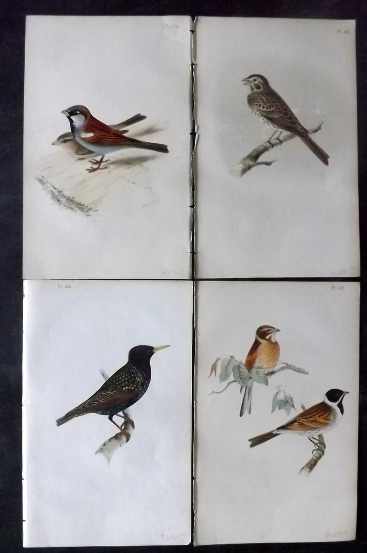Meyer, Henry 1844 Lot of 4 Hand Col Bird Prints: Hand Colored Lithographs Published 1842-50, London for "Coloured Illustrations of British Birds and Their Eggs" by Henry Leonard Meyer. Paper Size: 8 x 5 inch (22 x 13cm) Good Condition