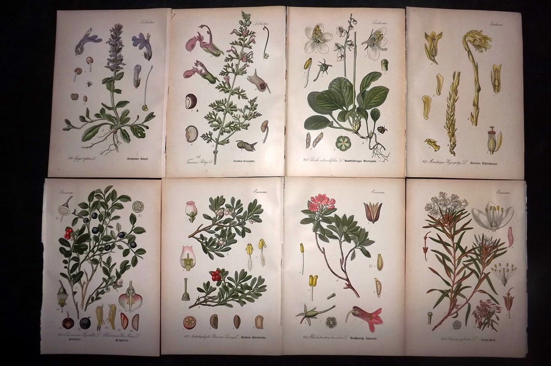 Thome, Otto 1903 Lot of 8 Antique Botanical Prints: Chromolithograph Published 1903-05, Verlag, Germany for "Flora von Deutschland, Osterreich und der Schweiz" by Otto Wilhelm Thome et al. Paper Size: 8.5 x 6 inch (22 x 15cm) Good Condition