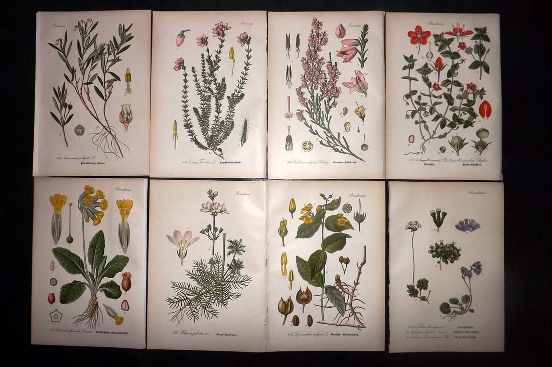 Thome, Otto 1903 Lot of 8 Antique Botanical Prints: Chromolithograph Published 1903-05, Verlag, Germany for "Flora von Deutschland, Osterreich und der Schweiz" by Otto Wilhelm Thome et al. Paper Size: 8.5 x 6 inch (22 x 15cm) Good Condition