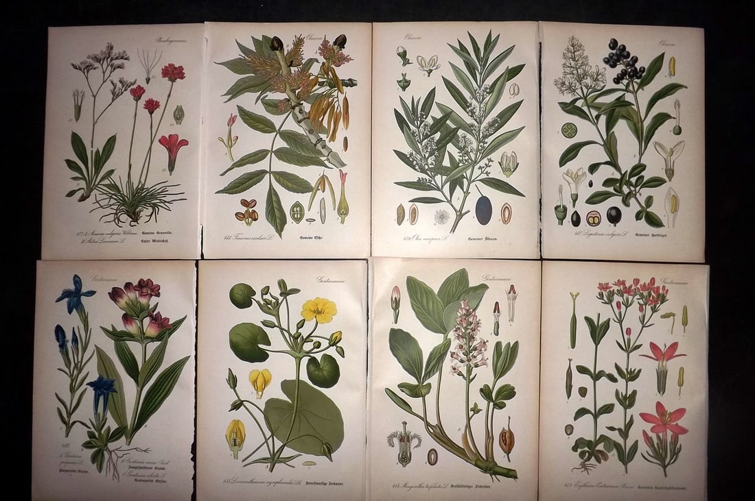 Thome, Otto 1903 Lot of 8 Antique Botanical Prints: Chromolithograph Published 1903-05, Verlag, Germany for "Flora von Deutschland, Osterreich und der Schweiz" by Otto Wilhelm Thome et al. Paper Size: 8.5 x 6 inch (22 x 15cm) Good Condition