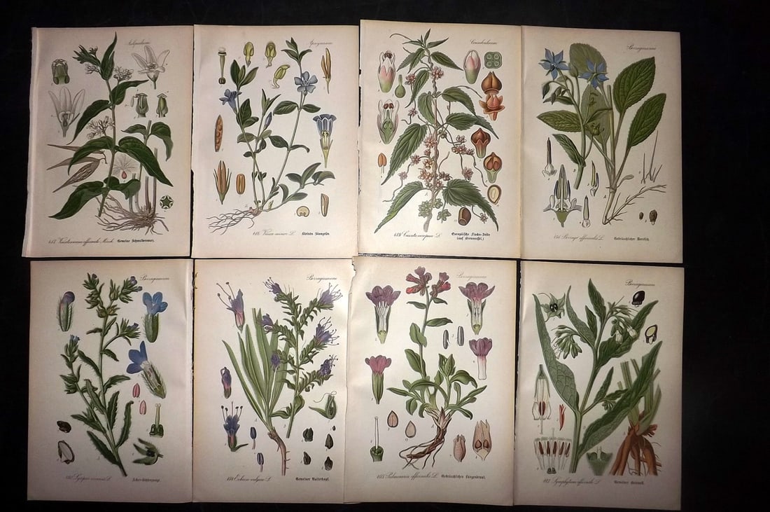 Thome, Otto 1903 Lot of 8 Antique Botanical Prints: Chromolithograph Published 1903-05, Verlag, Germany for "Flora von Deutschland, Osterreich und der Schweiz" by Otto Wilhelm Thome et al. Paper Size: 8.5 x 6 inch (22 x 15cm) Good Condition