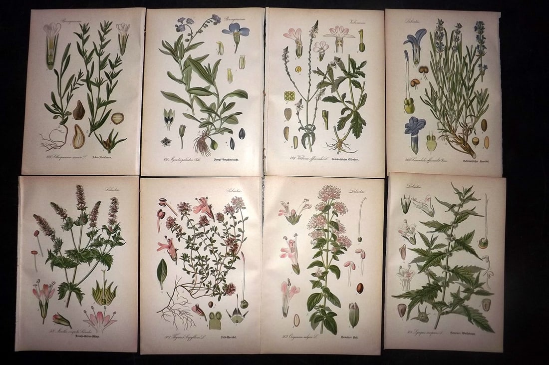 Thome, Otto 1903 Lot of 8 Antique Botanical Prints: Chromolithograph Published 1903-05, Verlag, Germany for "Flora von Deutschland, Osterreich und der Schweiz" by Otto Wilhelm Thome et al. Paper Size: 8.5 x 6 inch (22 x 15cm) Good Condition