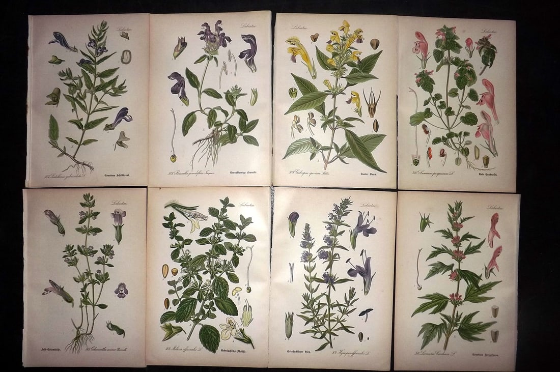 Thome, Otto 1903 Lot of 8 Antique Botanical Prints: Chromolithograph Published 1903-05, Verlag, Germany for "Flora von Deutschland, Osterreich und der Schweiz" by Otto Wilhelm Thome et al. Paper Size: 8.5 x 6 inch (22 x 15cm) Good Condition