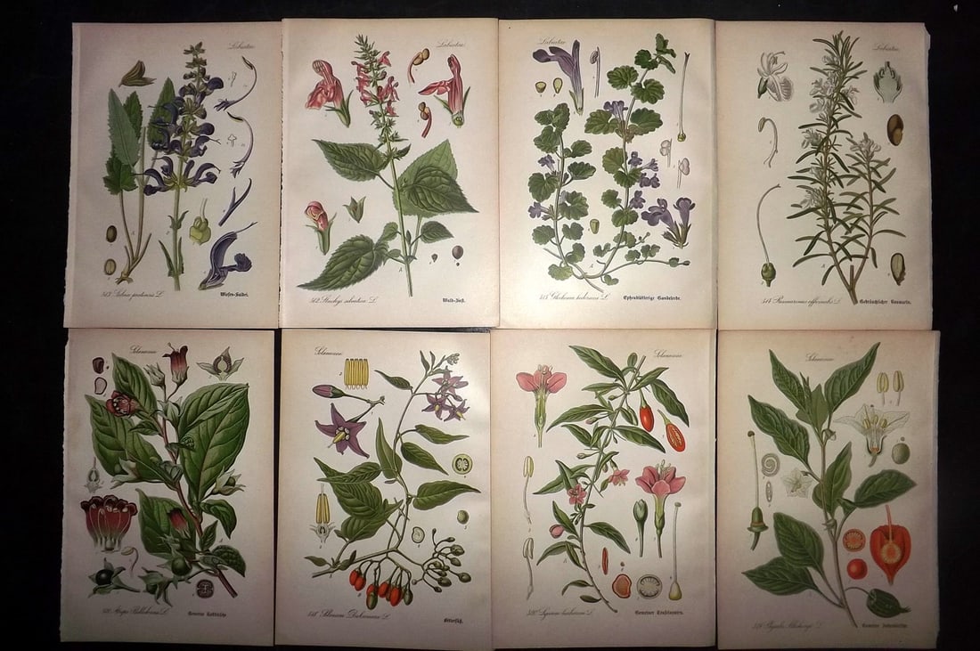 Thome, Otto 1903 Lot of 8 Antique Botanical Prints: Chromolithograph Published 1903-05, Verlag, Germany for "Flora von Deutschland, Osterreich und der Schweiz" by Otto Wilhelm Thome et al. Paper Size: 8.5 x 6 inch (22 x 15cm) Good Condition