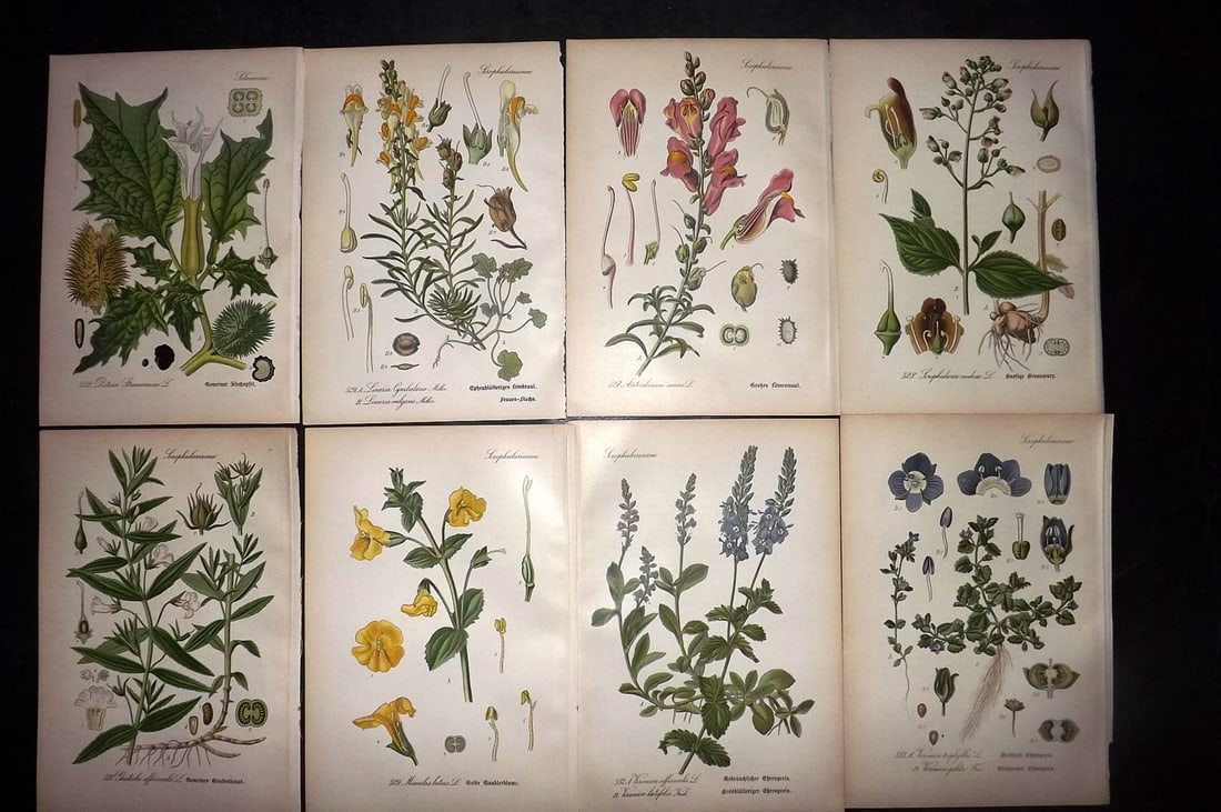 Thome, Otto 1903 Lot of 8 Antique Botanical Prints: Chromolithograph Published 1903-05, Verlag, Germany for "Flora von Deutschland, Osterreich und der Schweiz" by Otto Wilhelm Thome et al. Paper Size: 8.5 x 6 inch (22 x 15cm) Good Condition