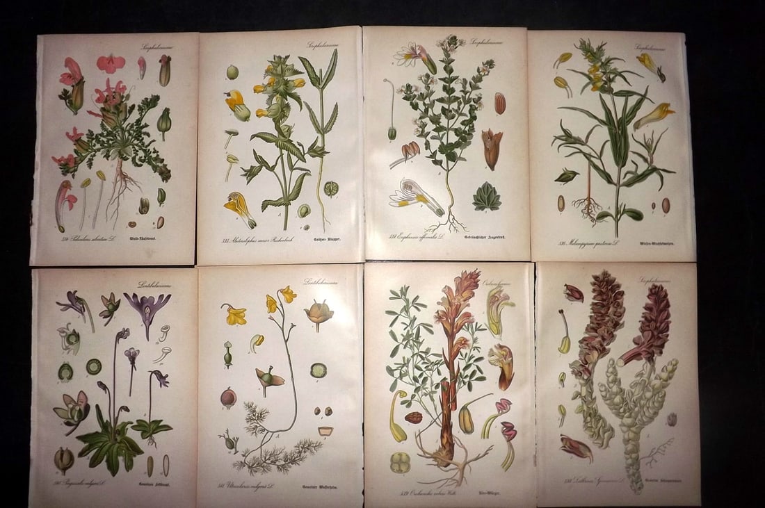 Thome, Otto 1903 Lot of 8 Antique Botanical Prints (1 of 2)