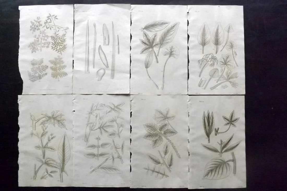 Thornton, Robert 1812 Lot of 8 Botanical Prints: Copper Plates Published 1812, London for "Elements of Botany" by Dr. Robert John Thonton. Paper Size: 9.5. x 6 inch (24 x 15cm) Occasional tone spots, otherwise Good Condition
