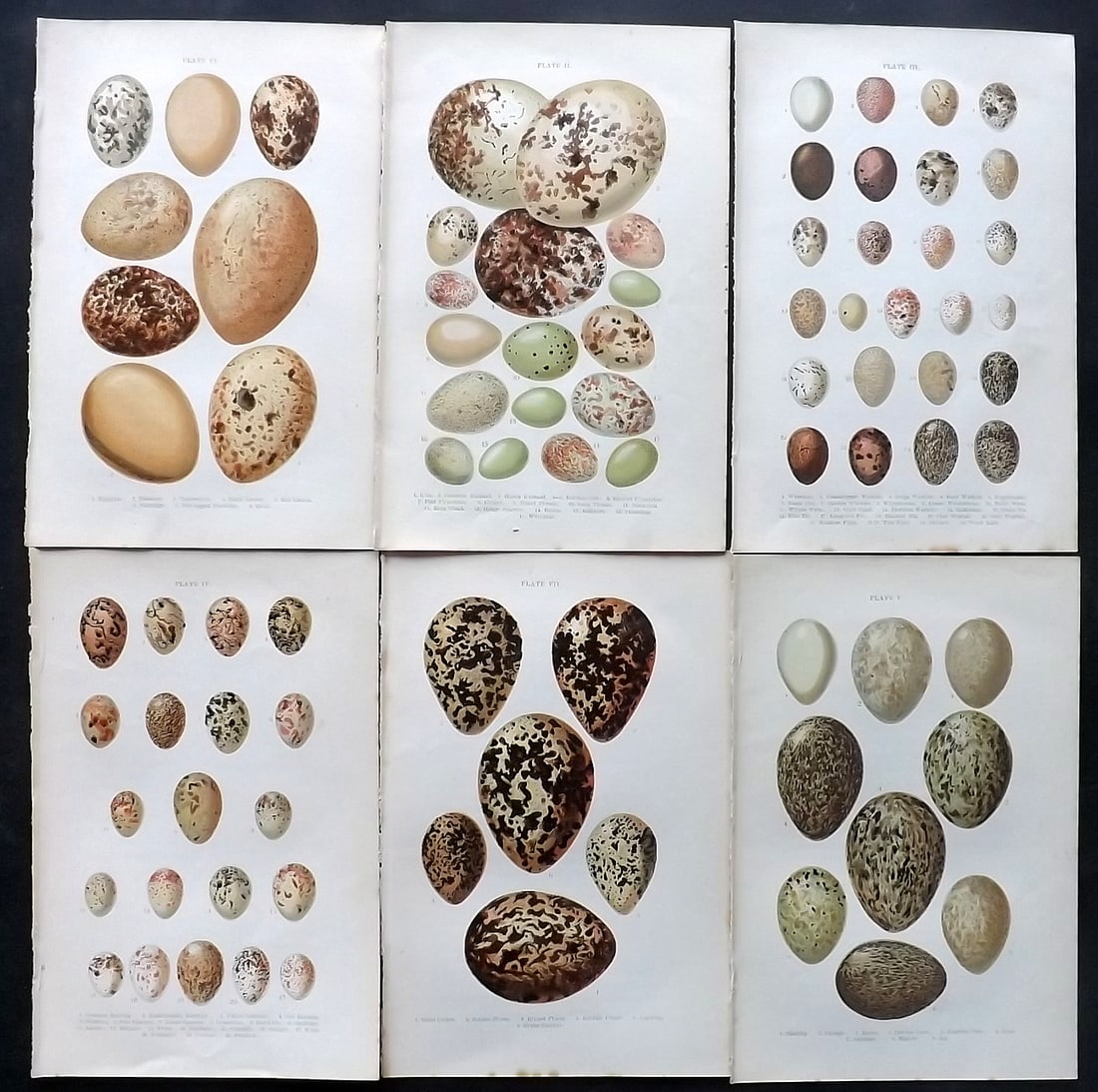 Atkinson, Canon C1895 Lot of 6 Antique Bird Egg Prints: Colour Printed Woodblock Published C1895, London for "British Birds' Eggs and Nests Popularly Described" by The Rev. Canon Atkinson. Paper Size: 7 x 5 inch (18 x 12cm) Good Condition