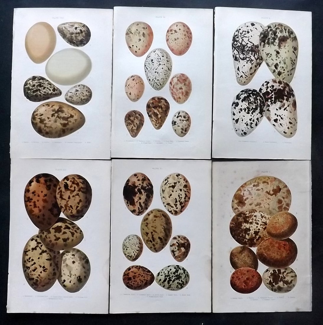 Atkinson, Canon C1895 Lot of 6 Antique Bird Egg Prints: Colour Printed Woodblock Published C1895, London for "British Birds' Eggs and Nests Popularly Described" by The Rev. Canon Atkinson. Paper Size: 7 x 5 inch (18 x 12cm) Good Condition