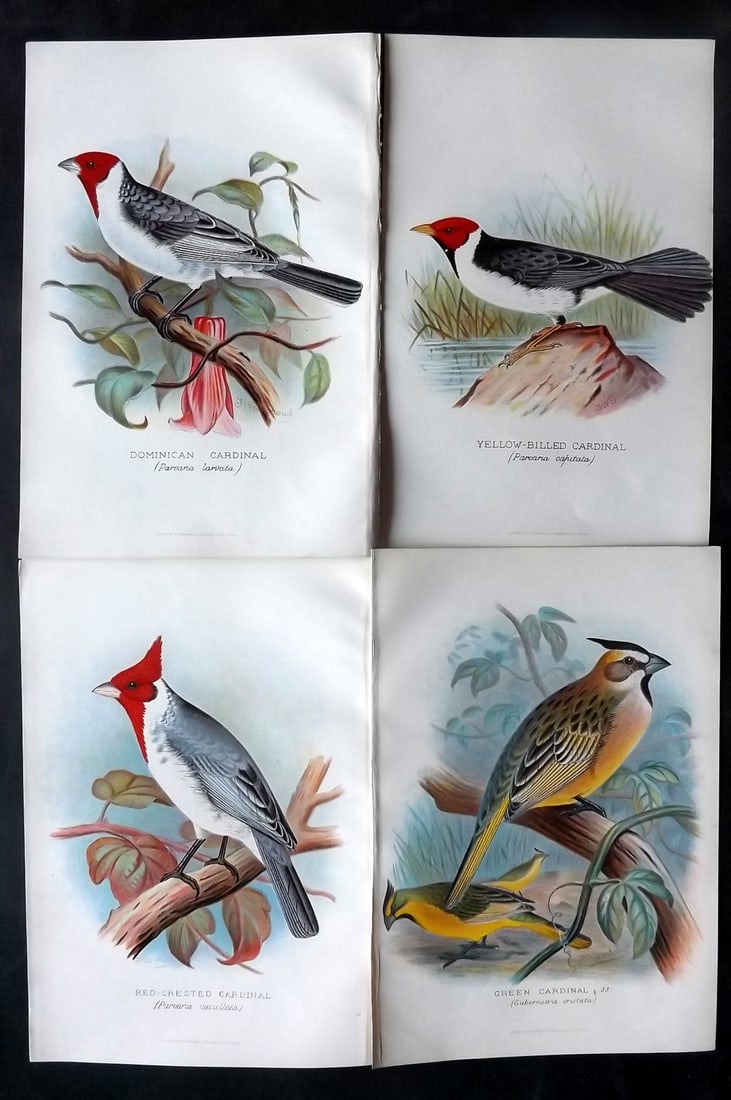 Frohawk, F. W. & Butler, Arthur 1899 Lot of 4 Bird Prints: Chromolithographs Published 1899, Hull and London for "Foreign Finches in Captivity" by Arthur G. Butler. Illustrated by F. W. Frohawk. Paper Size: 11 x 7.5 inch (28 x 19cm) Good condition