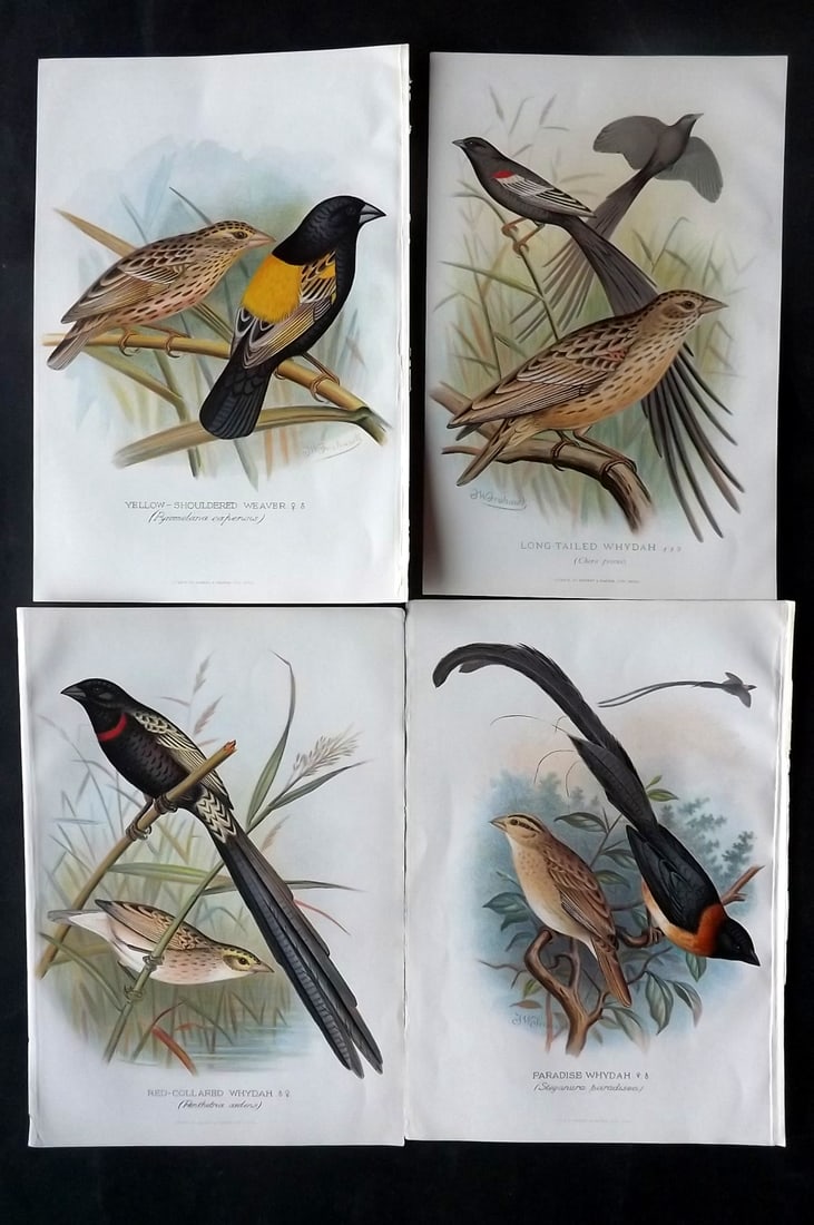 Frohawk, F. W. & Butler, Arthur 1899 Lot of 4 Bird Prints: Chromolithographs Published 1899, Hull and London for "Foreign Finches in Captivity" by Arthur G. Butler. Illustrated by F. W. Frohawk. Paper Size: 11 x 7.5 inch (28 x 19cm) Good condition