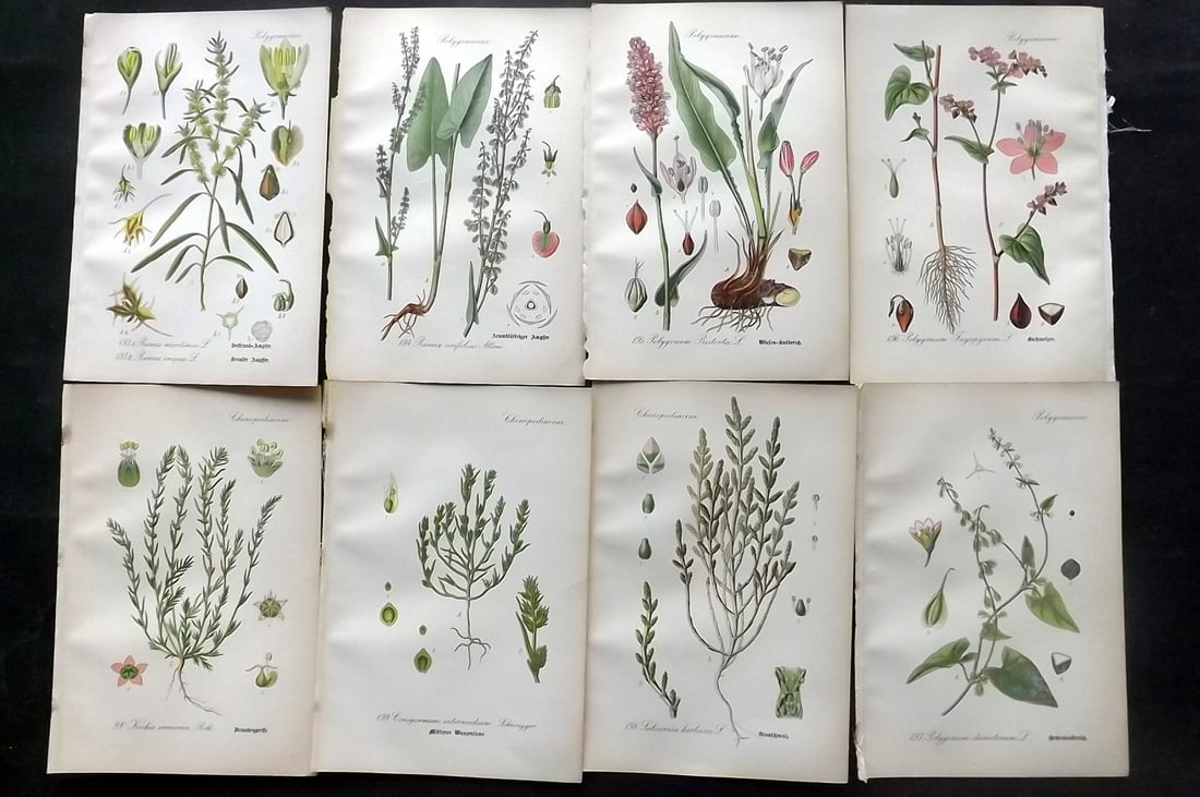 Thome, Otto 1903 Lot of 8 Antique Botanical Prints: Chromolithograph Published 1903-05, Verlag, Germany for "Flora von Deutschland, Osterreich und der Schweiz" by Otto Wilhelm Thome et al. Paper Size: 8.5 x 6 inch (22 x 15cm) Good Condition