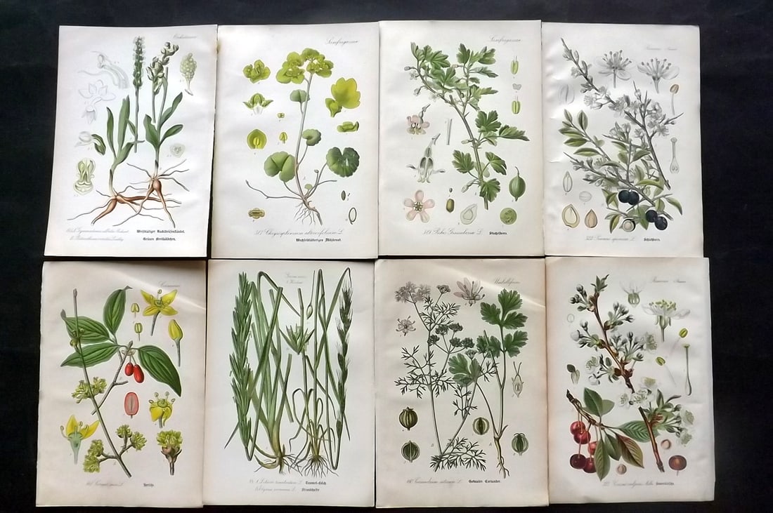 Thome, Otto 1903 Lot of 8 Antique Botanical Prints: Chromolithograph Published 1903-05, Verlag, Germany for "Flora von Deutschland, Osterreich und der Schweiz" by Otto Wilhelm Thome et al. Paper Size: 8.5 x 6 inch (22 x 15cm) Good Condition