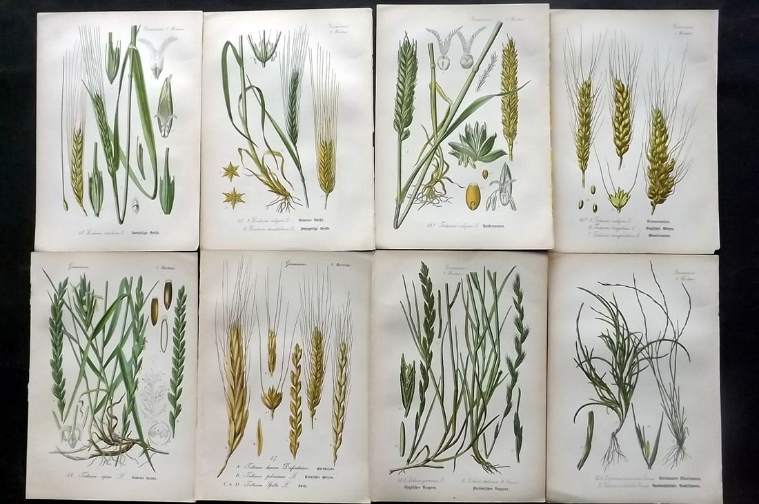 Thome, Otto 1903 Lot of 8 Antique Botanical Prints: Chromolithograph Published 1903-05, Verlag, Germany for "Flora von Deutschland, Osterreich und der Schweiz" by Otto Wilhelm Thome et al. Paper Size: 8.5 x 6 inch (22 x 15cm) Good Condition