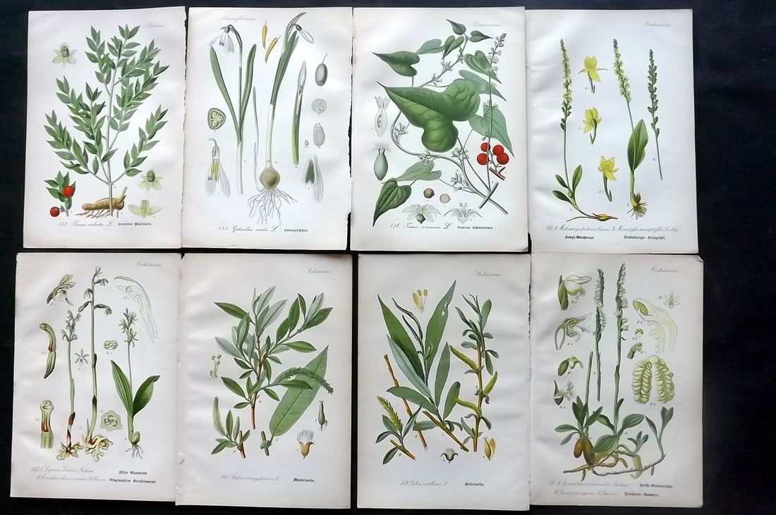 Thome, Otto 1903 Lot of 8 Antique Botanical Prints: Chromolithograph Published 1903-05, Verlag, Germany for "Flora von Deutschland, Osterreich und der Schweiz" by Otto Wilhelm Thome et al. Paper Size: 8.5 x 6 inch (22 x 15cm) Good Condition