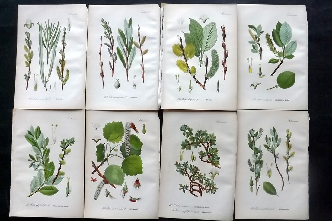Thome, Otto 1903 Lot of 8 Antique Botanical Prints: Chromolithograph Published 1903-05, Verlag, Germany for "Flora von Deutschland, Osterreich und der Schweiz" by Otto Wilhelm Thome et al. Paper Size: 8.5 x 6 inch (22 x 15cm) Good Condition