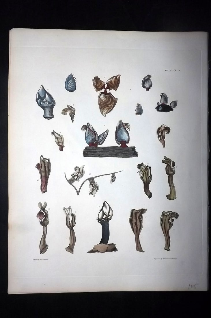 Brown, Captain 1827 Folio Hand Col Shell Print 05 (1 of 2)