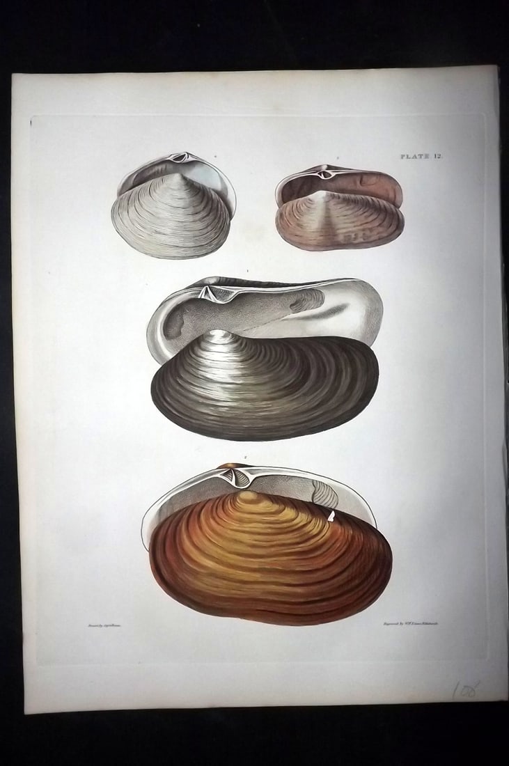 Brown, Captain 1827 Folio Hand Col Shell Print 12 (1 of 2)