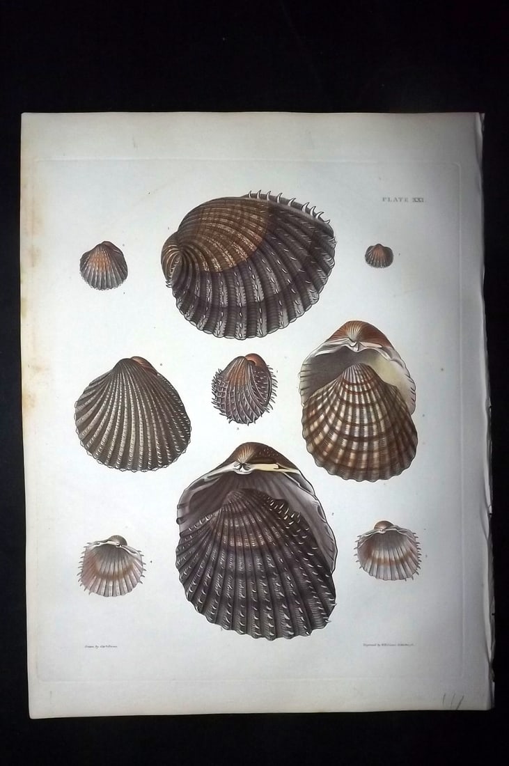 Brown, Captain 1827 Folio Hand Col Shell Print 21 (1 of 2)