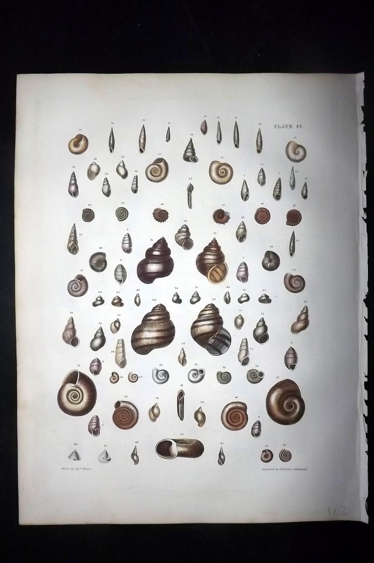 Brown, Captain 1827 Folio Hand Col Shell Print 41 (1 of 2)
