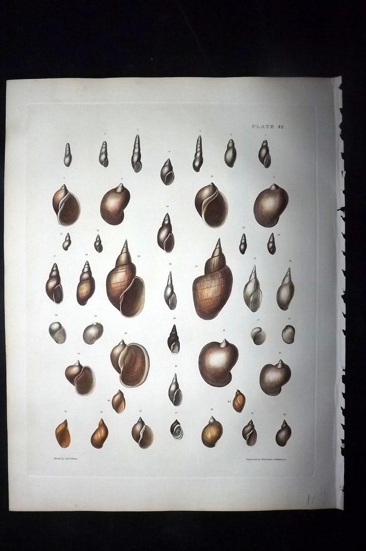 Brown, Captain 1827 Folio Hand Col Shell Print 42 (1 of 2)