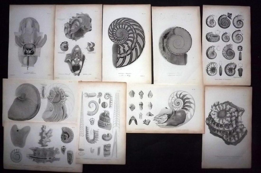 Buckland, William 1837 Lot of 10 Antique Fossil Shell Prints (1 of 2)
