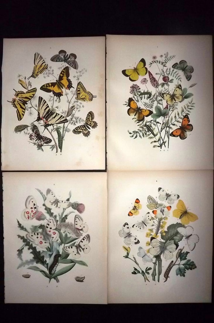 Kirby, William 1882 Lot of 4 Hand Col Butterfly Prints (1 of 2)