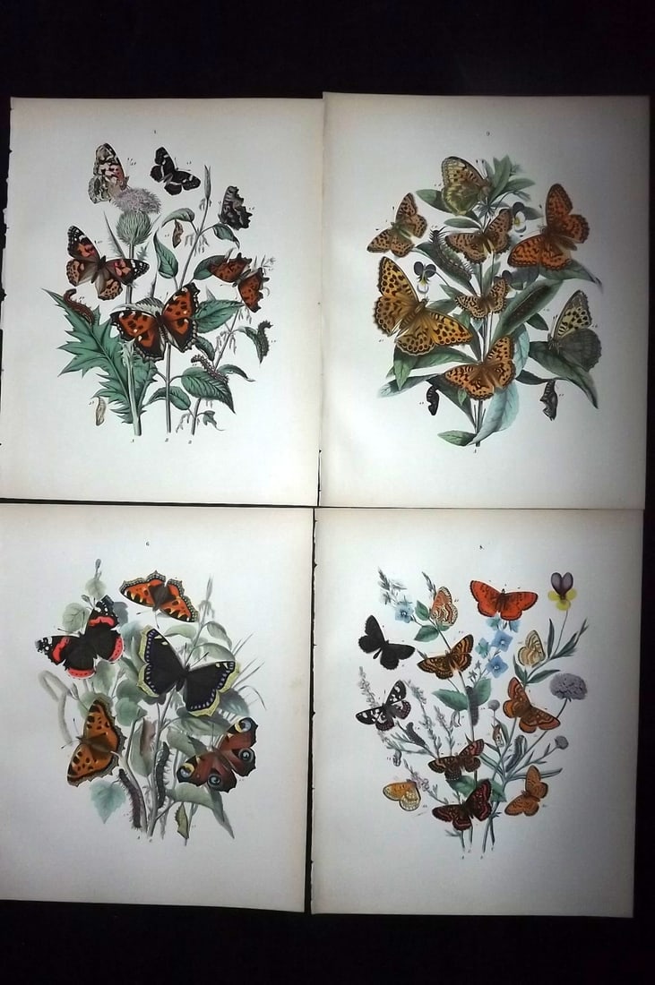 Kirby, William 1882 Lot of 4 Hand Col Butterfly Prints (1 of 2)